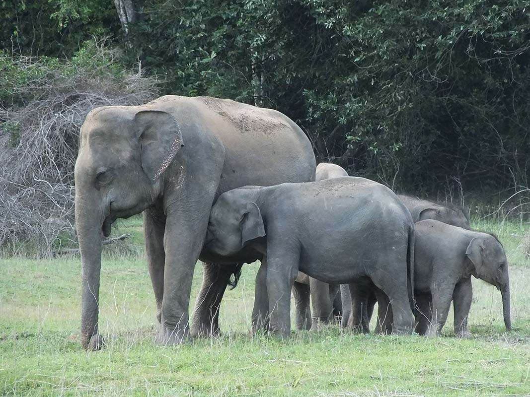 Asian Elephant Family in Gal Oya National Park