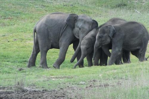 Elephant Safari at Gal Oya National Prak